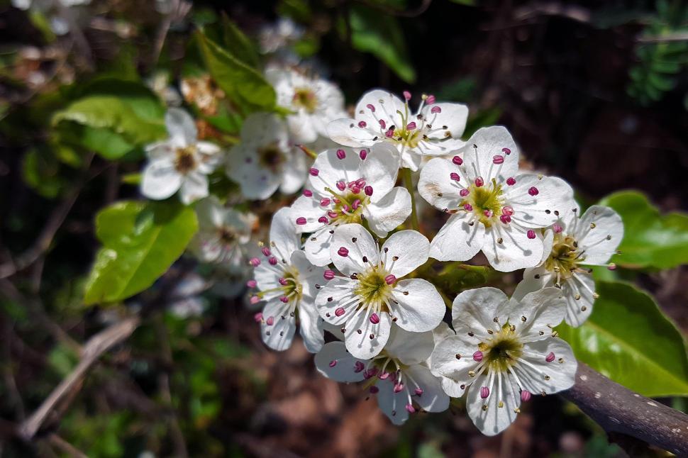 Free Image of White Crab Apple Flowers 