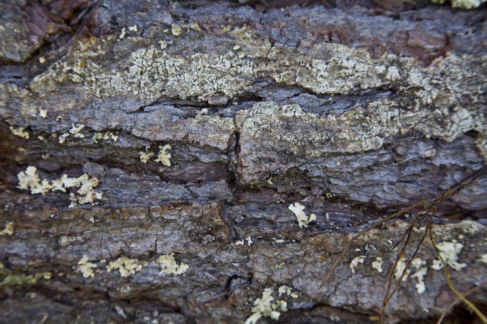 Free Image of Tree Bark 