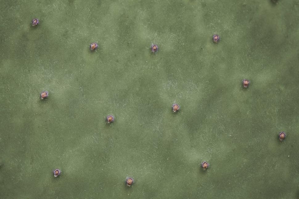 Free Image of Cactus Pad 