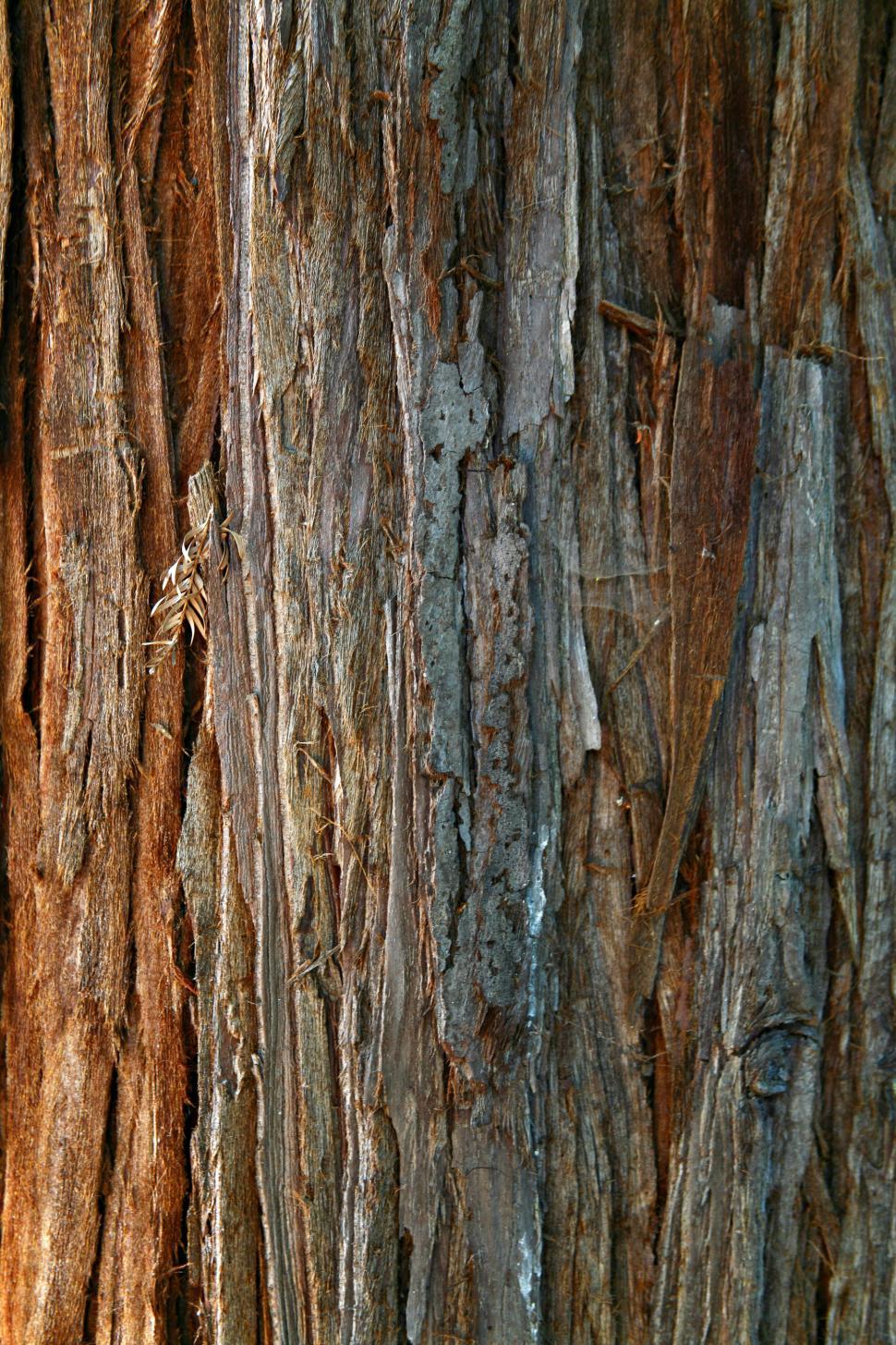 Free Image of Light Tree Bark 