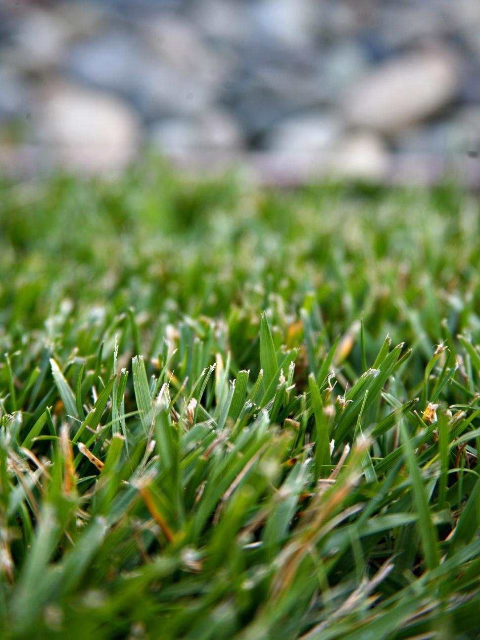 Free Image of Grass Perspective 