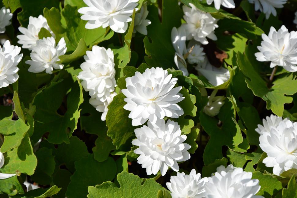 Free Image of Bloodroot 'Multiplex' 
