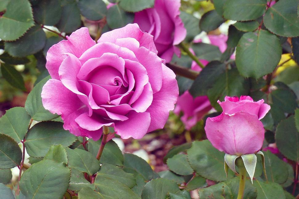 Free Image of Lavender Roses 