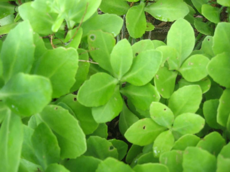 Free Image of Greenery 