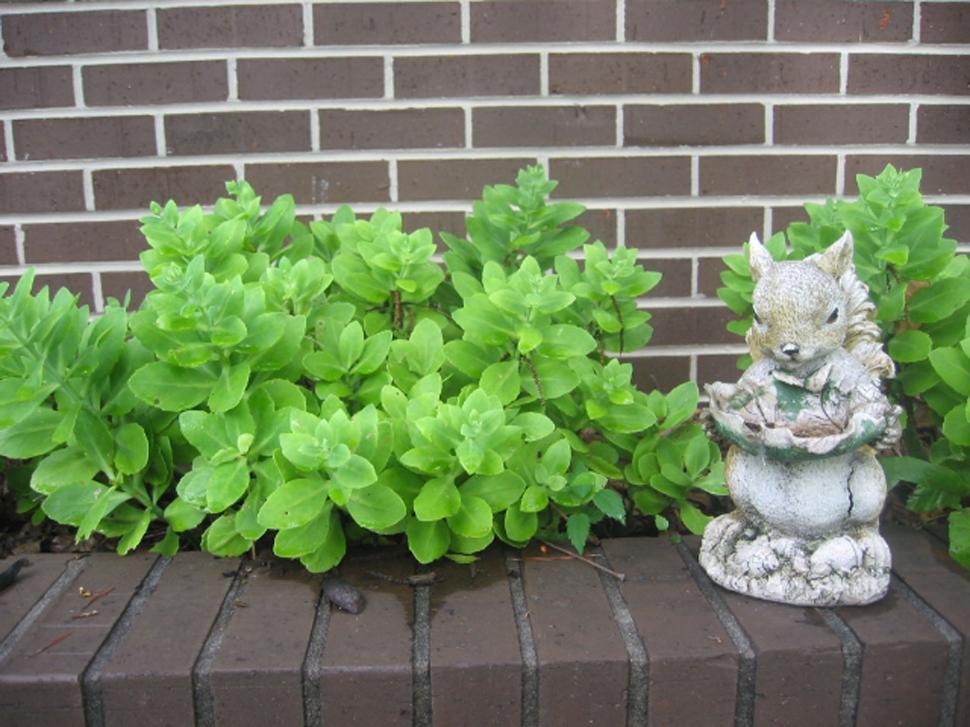 Free Image of Squirrel and bush 