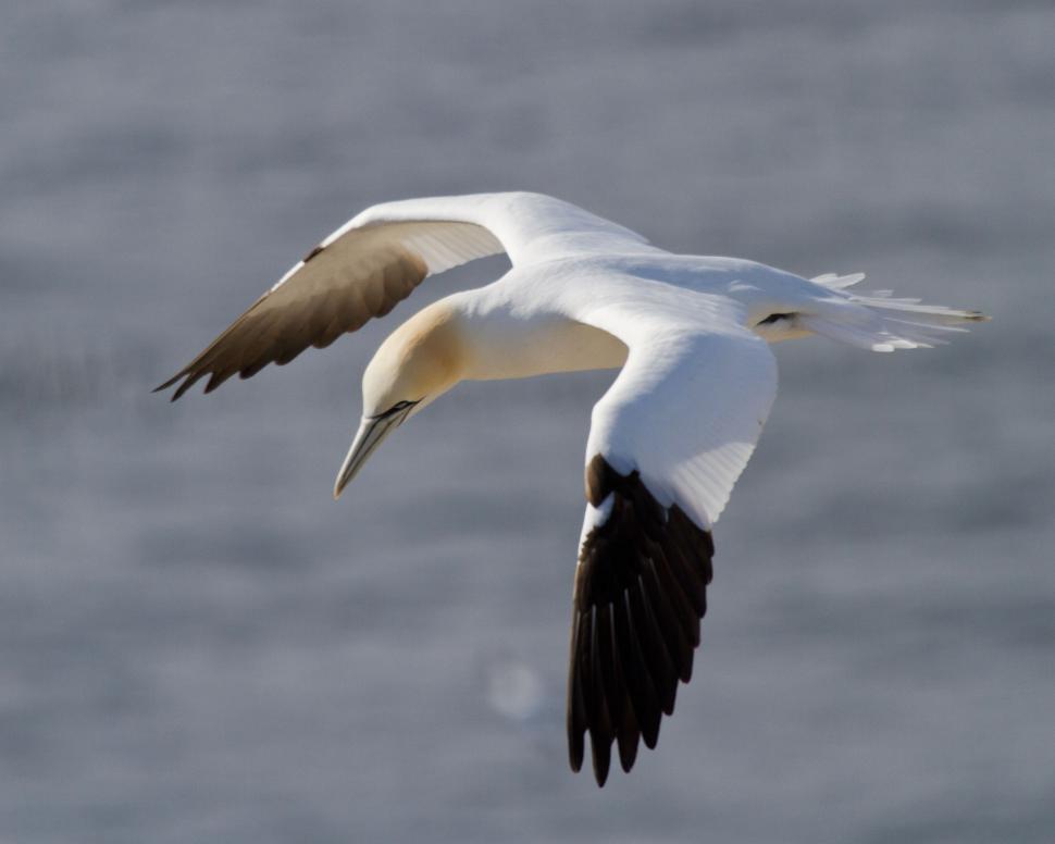 Free Image of Gannet Looking Down 