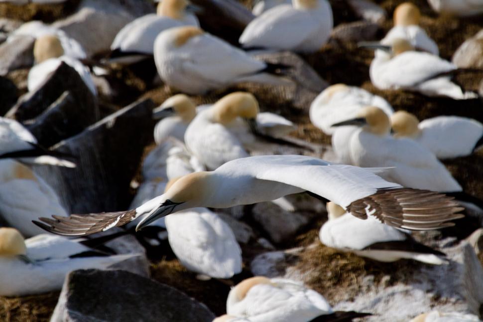 Free Image of Gannet in flight 
