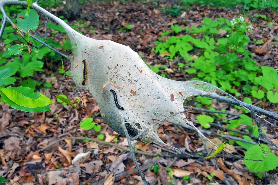 Free Image of Gypsy Moth Cocoon 