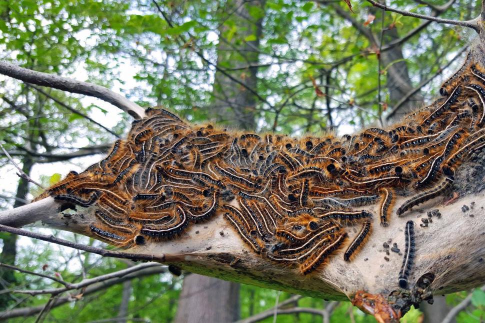 Free Image of Gypsy Moth Infestation 