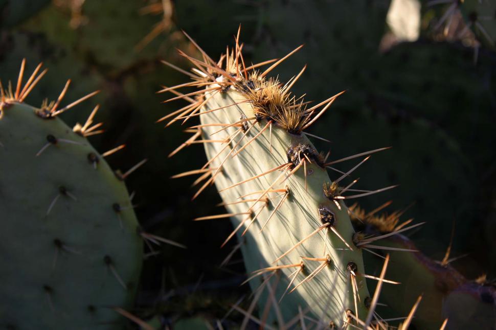 Free Image of Close Up of a Cactus With Long Needles 