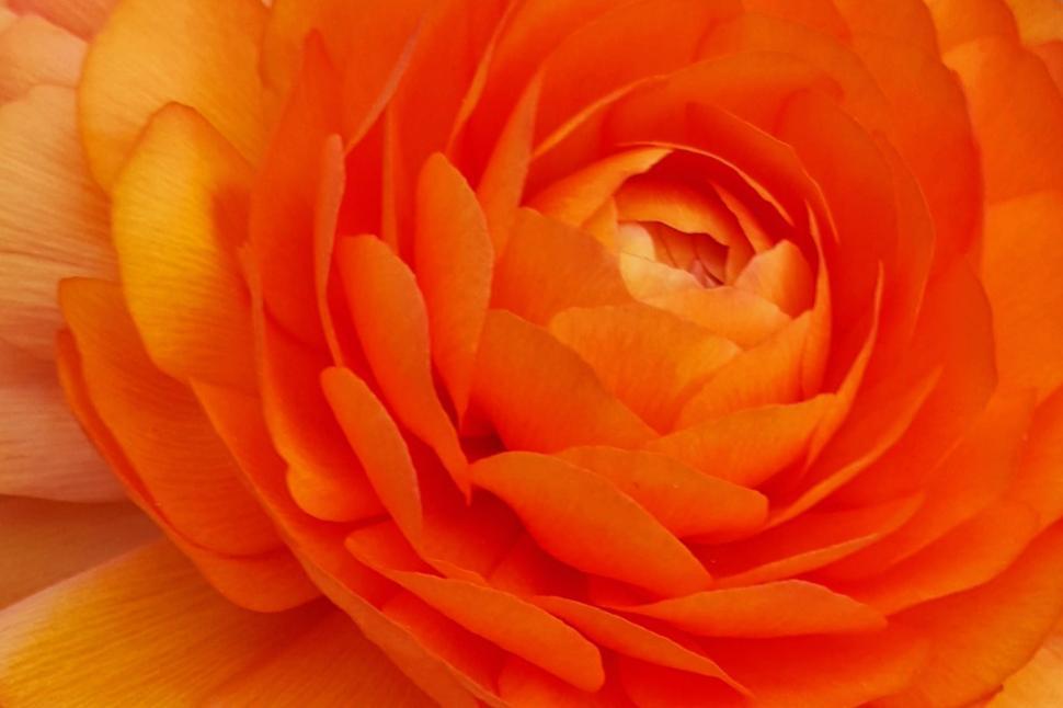 Free Image of Red Buttercup Closeup 