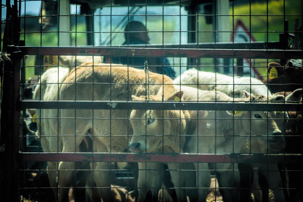 Free Image of Cows 
