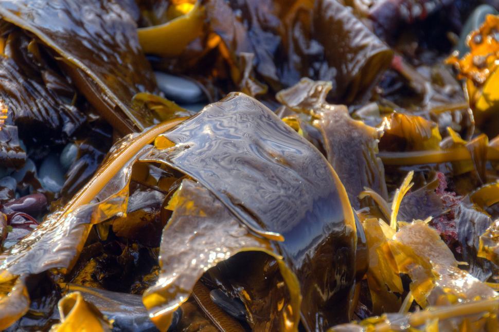Free Image of Seaweed 