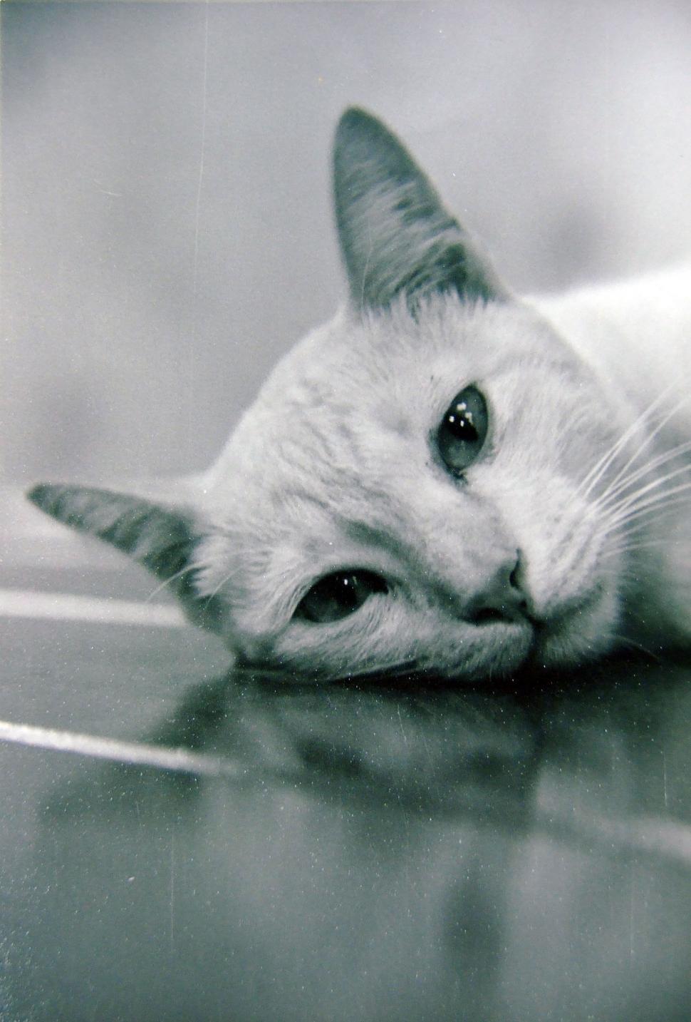 Free Image of Cat (B&W) 
