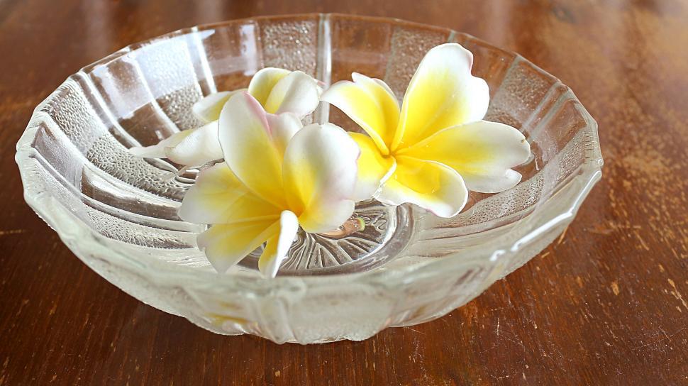 Free Image of Plumeria Flowers 