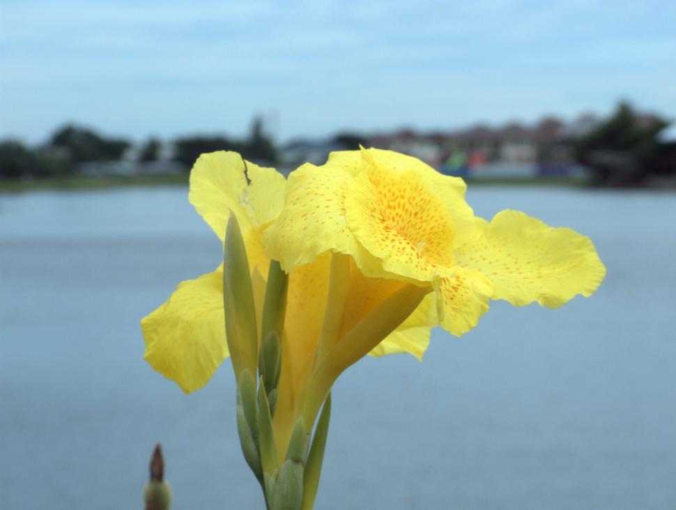Free Image of Flower 