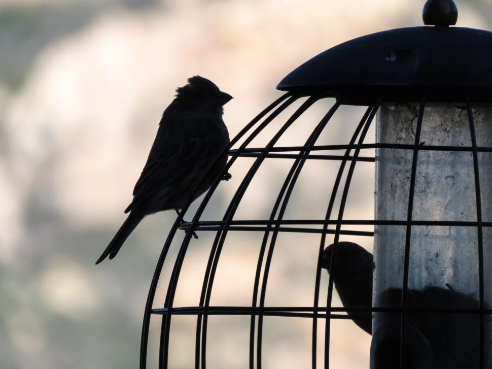 Free Image of Two Sparrows 