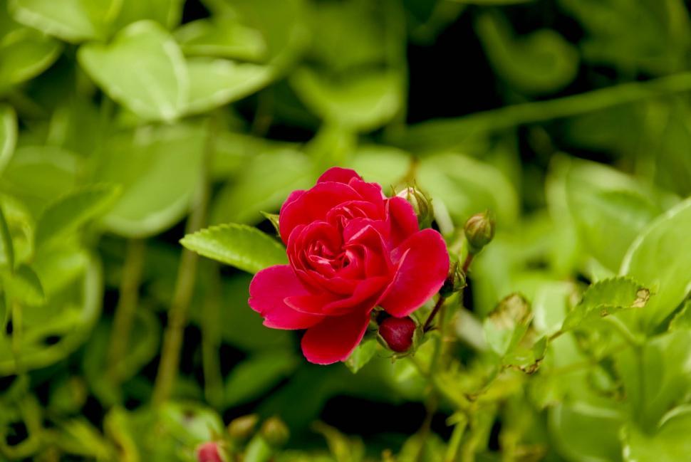 Free Image of Flower 