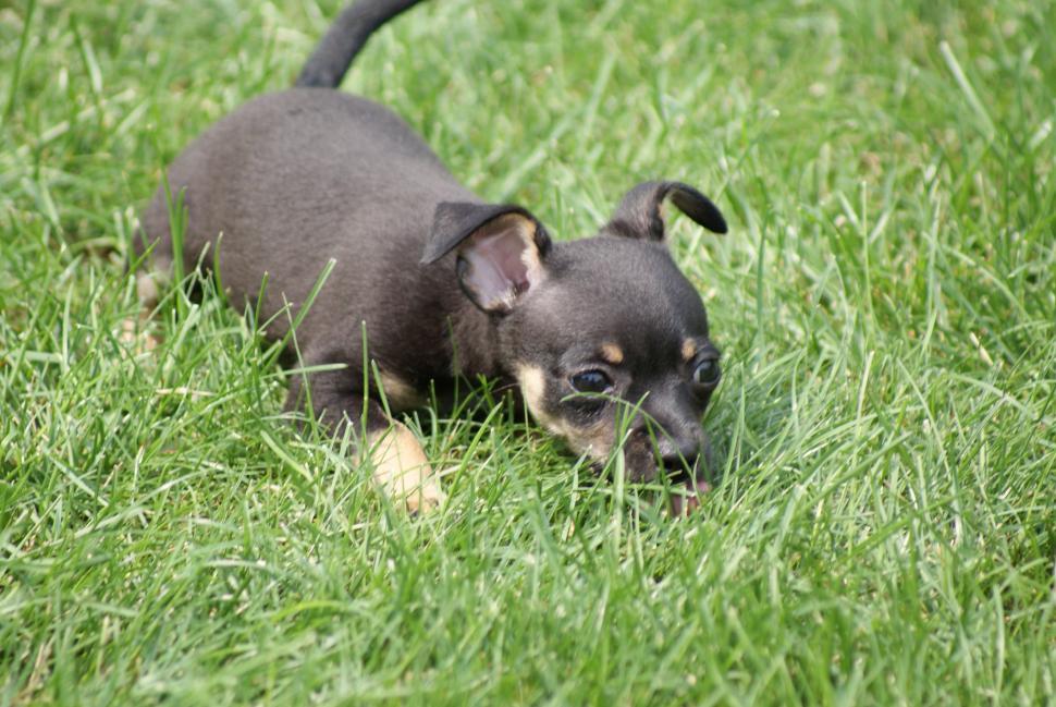 Free Image of Dog laying down in grass 