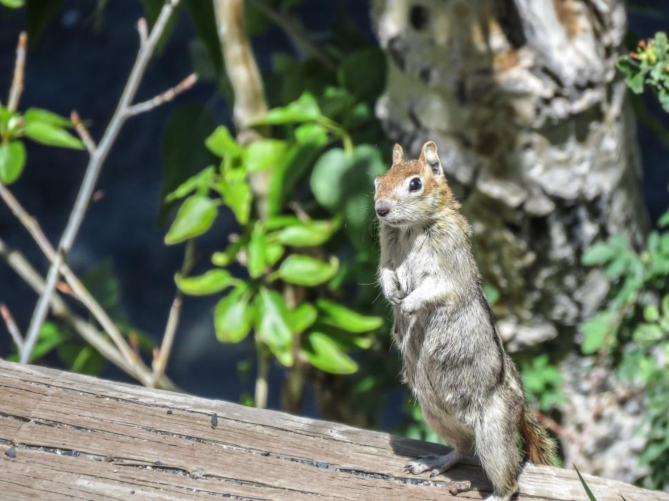 Free Image of Squirrel 