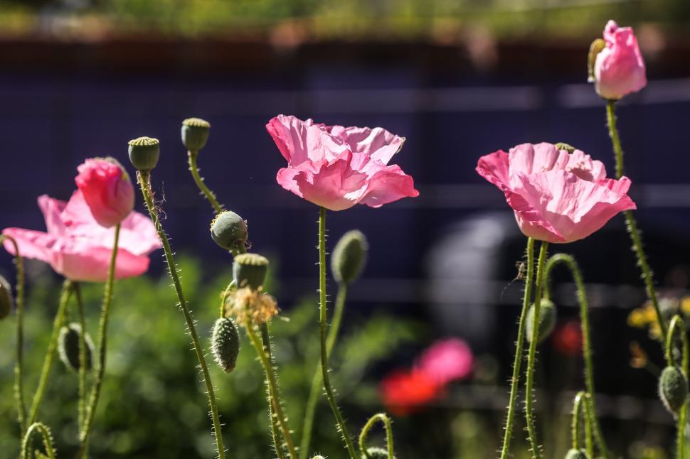 Free Image of Pink Poppies 