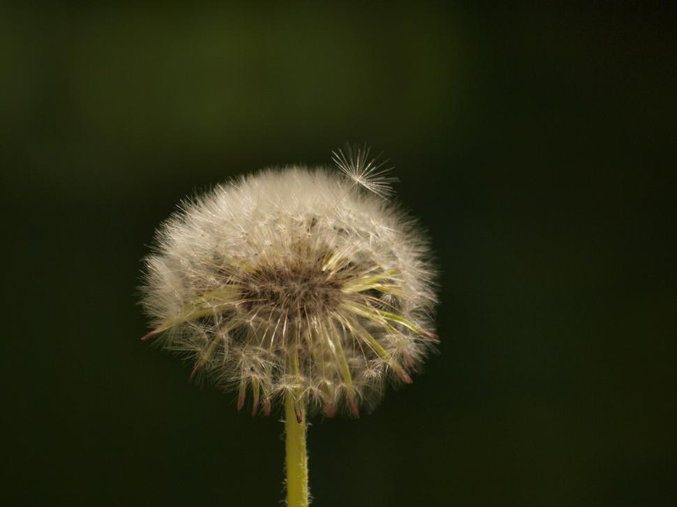 Free Image of Dandellion  