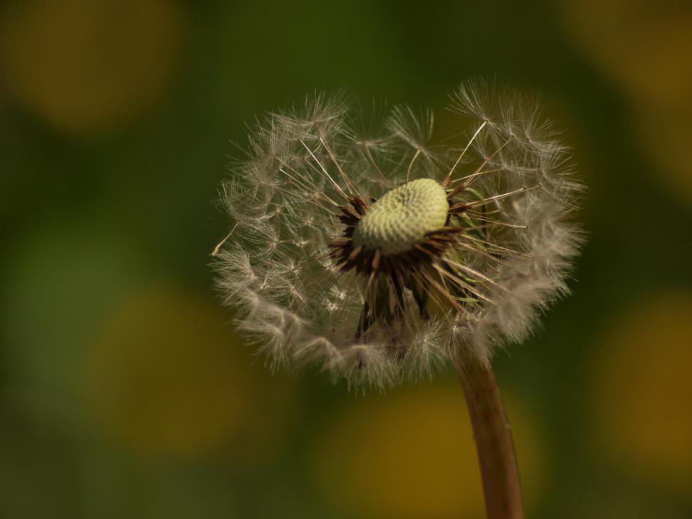 Free Image of Dandelion 