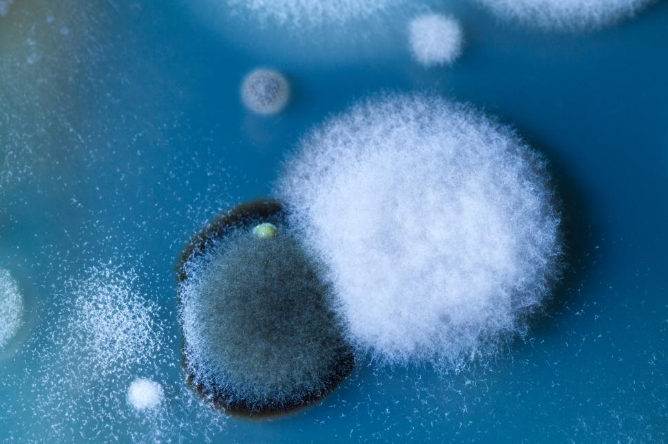 Free Image of Different color mold 