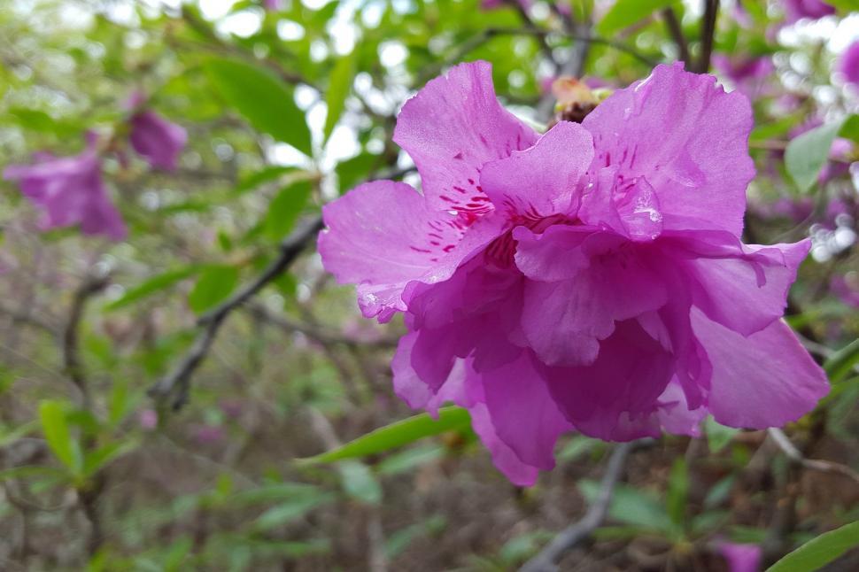 Free Image of Purple Azalea Flowers With Pink Spots 