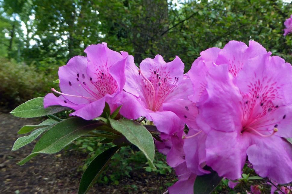 Free Image of Purple Azalea Triumph Evergreen  