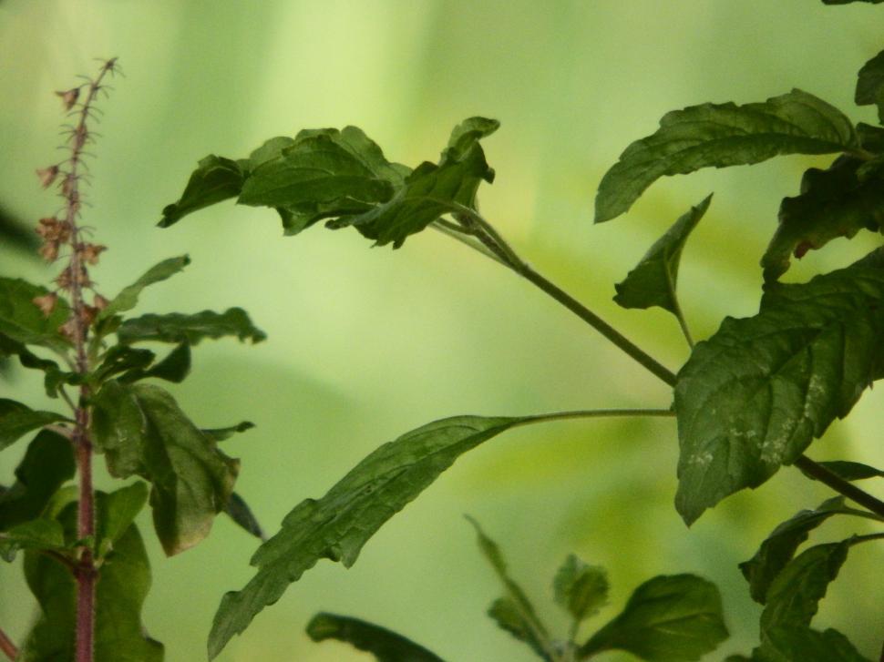 Free Image of Thai Basil Plant  