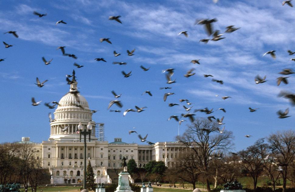 Free Image of United States Capitol with pigeons 
