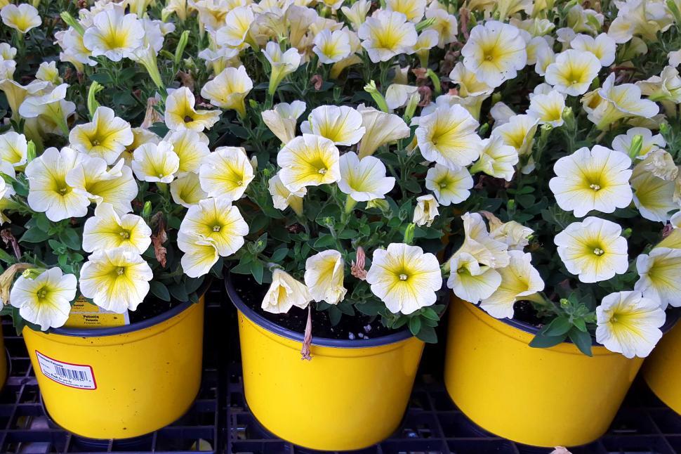 Free Image of Petunia Flowers In Garden Center 