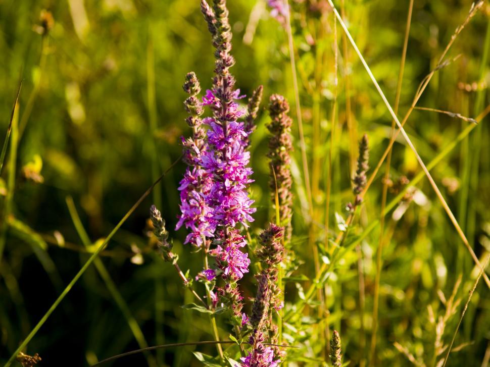 Free Image of Flowers 