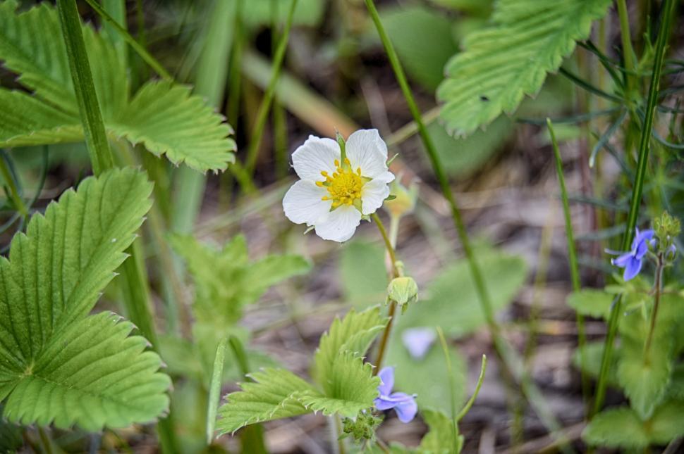 Free Image of Wild Strawberry Plant Blossom  