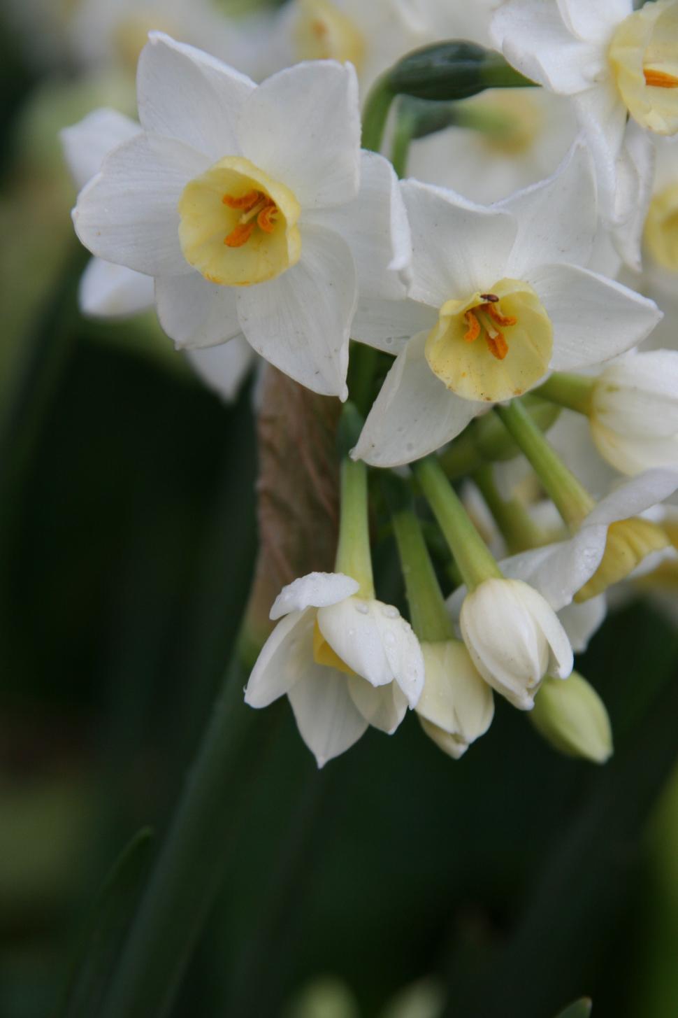 Free Image of narcissus flower  