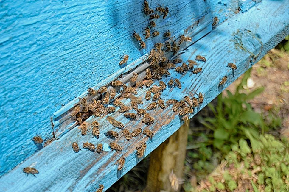 Free Image of Bee near beehive  