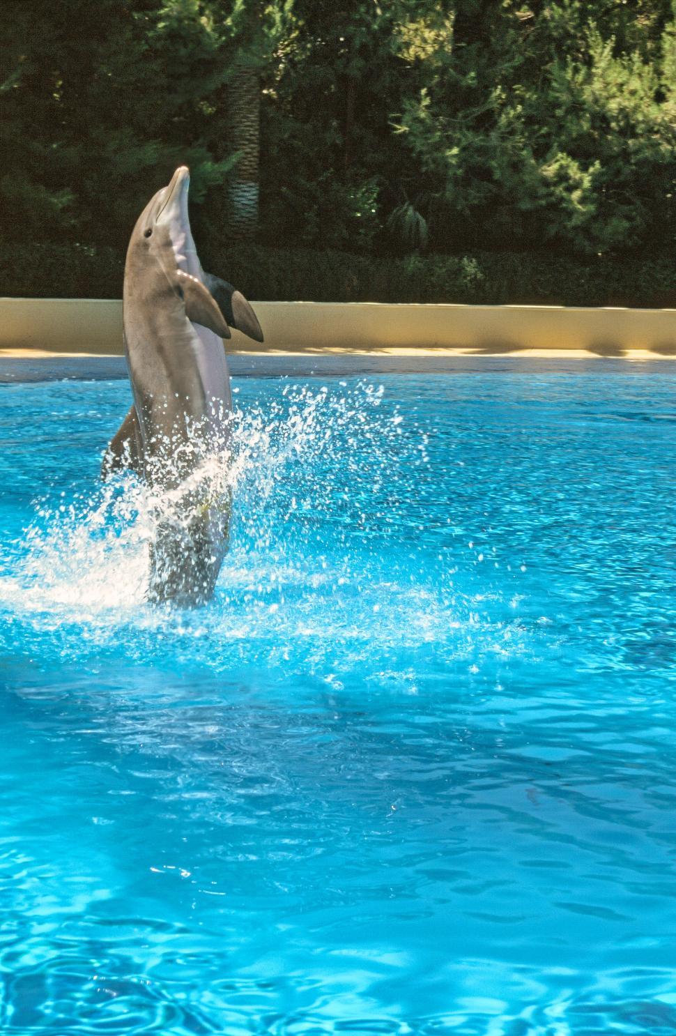 Free Image of Bottlenose dolphin 