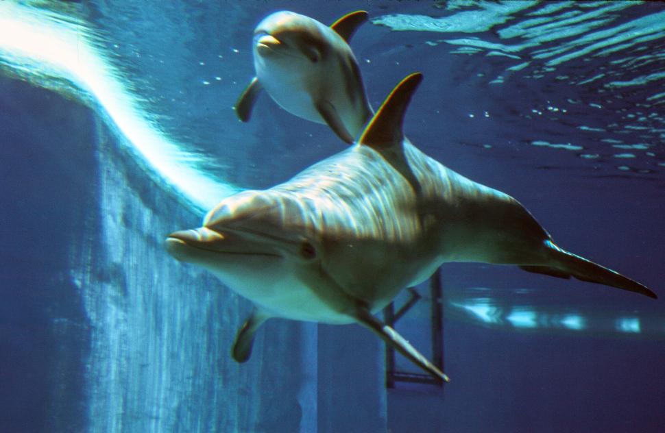 Free Image of Bottlenose dolphins at Dolphin Habitat at The Mirage 