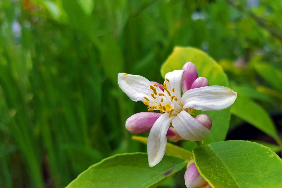 Free Image of Lemon Flower 