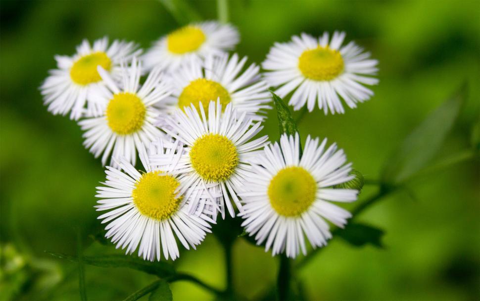 Free Image of White flower cluster close up  