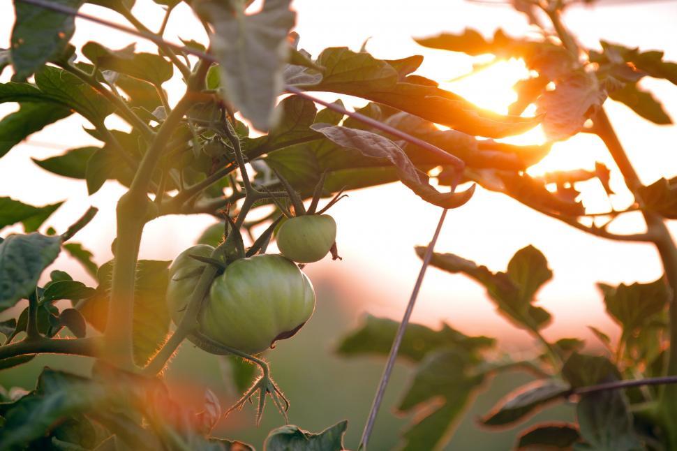 Free Image of Sun Shining Through Leaves of Apple Tree 