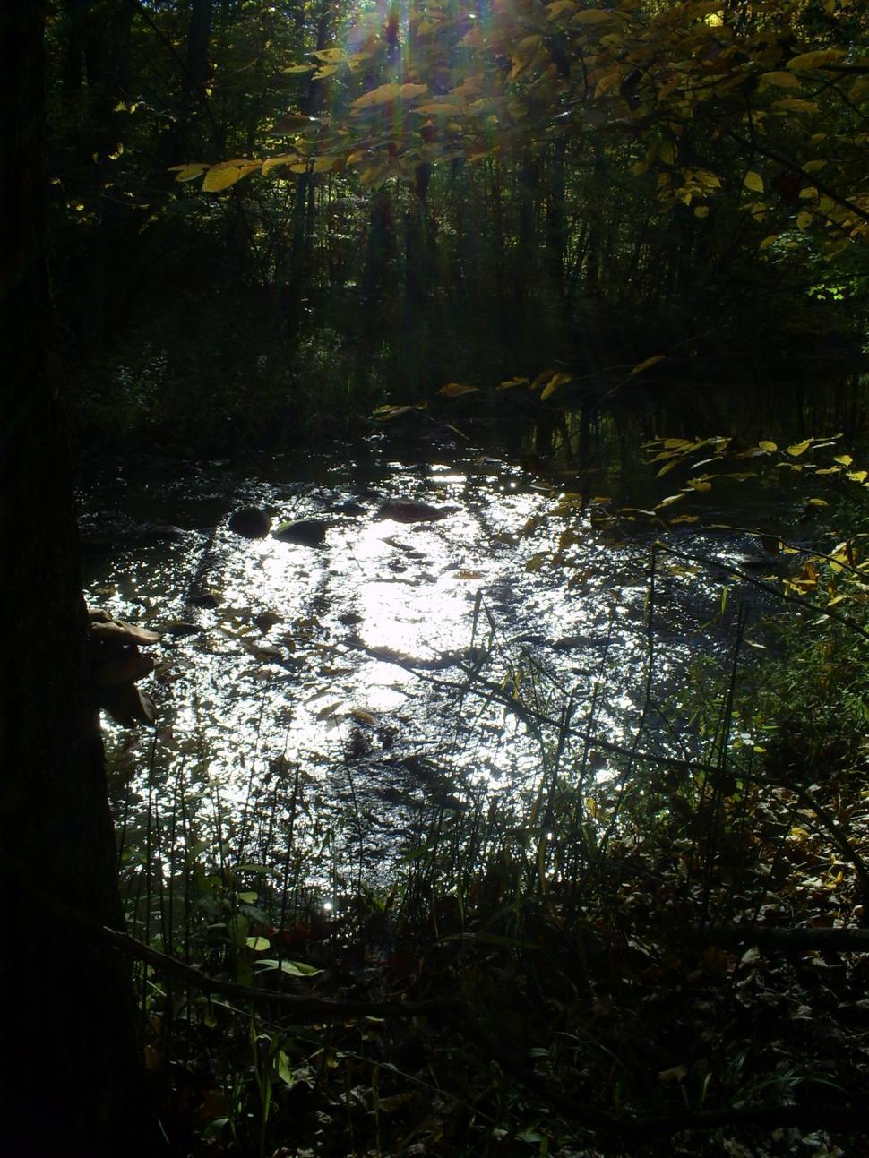 Free Image of Fall Walk 