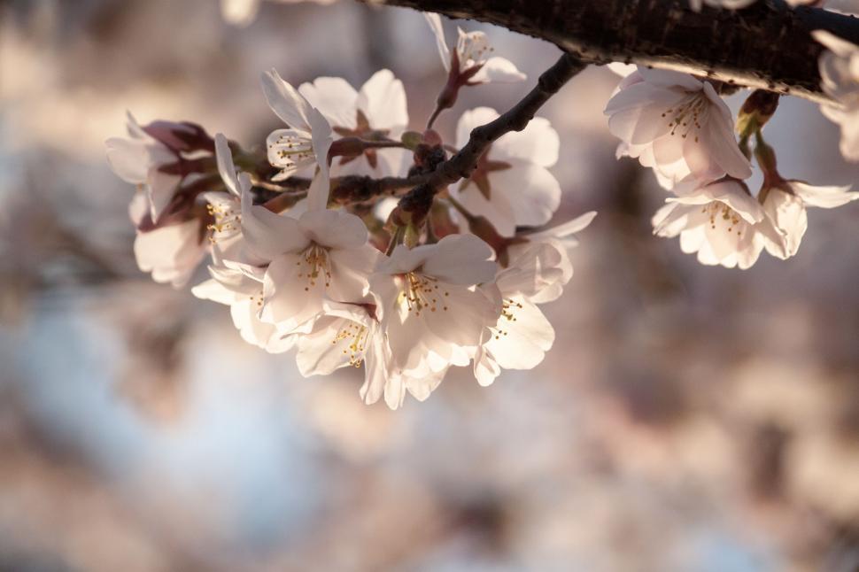 Free Image of Branch of a Tree With White Flowers 
