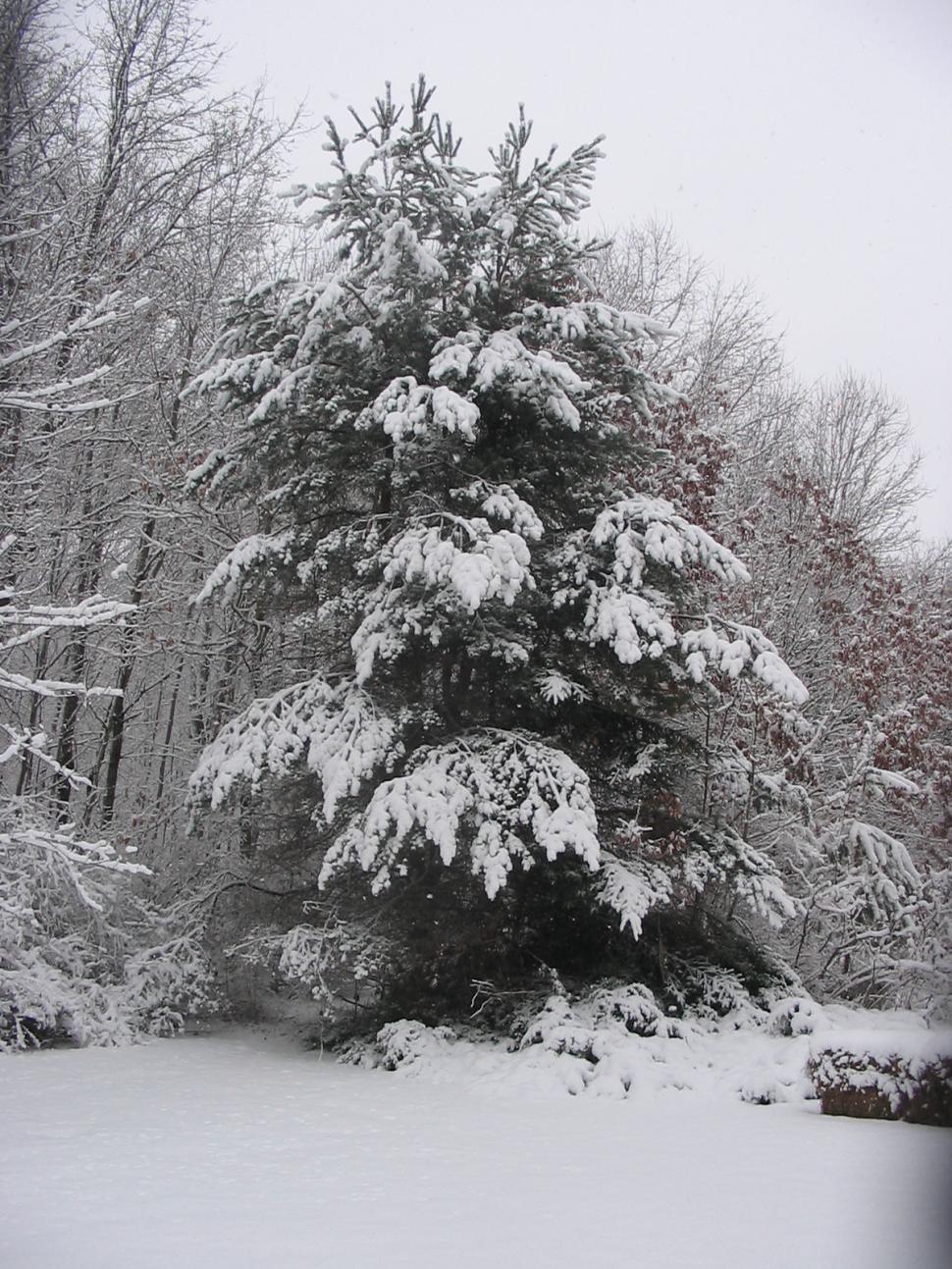 Free Image of Winter Scenes 