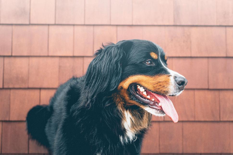 Free Image of Large Black and Brown Dog Standing Next to a Brick Wall 