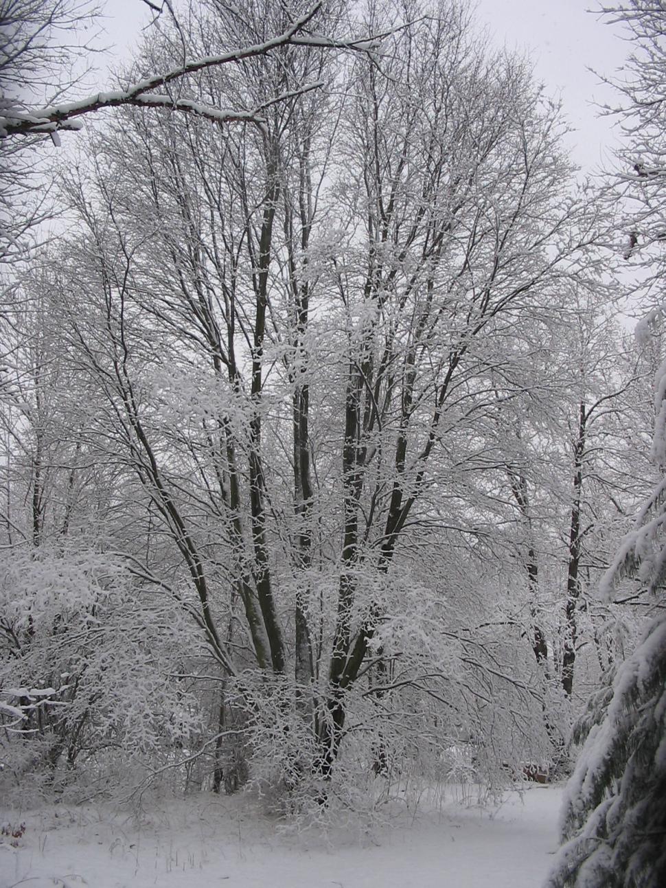 Free Image of Winter Scenes 