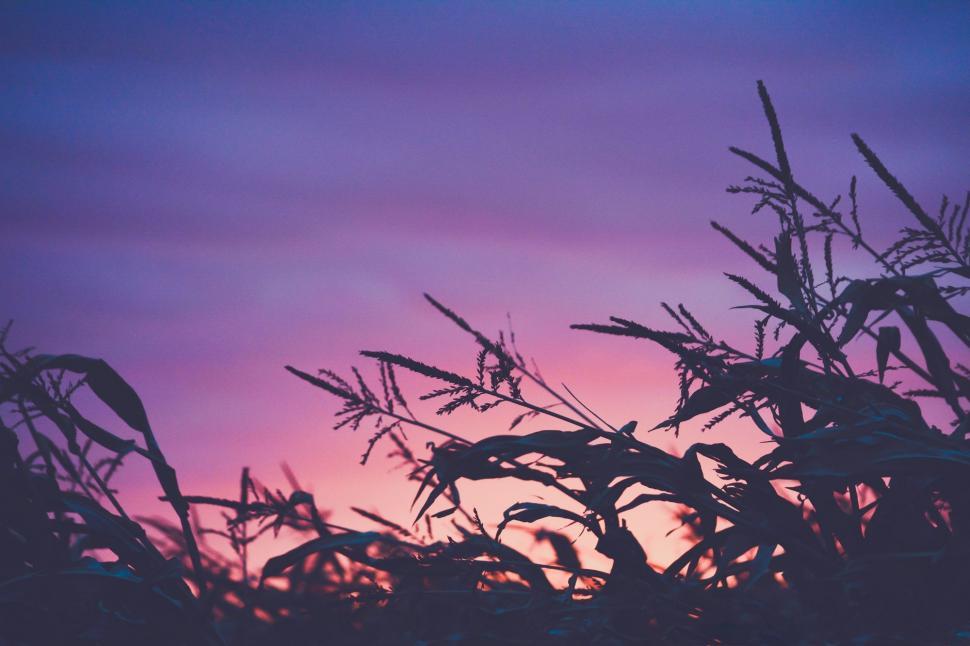 Free Image of Tree Silhouette Against Purple and Blue Sky 