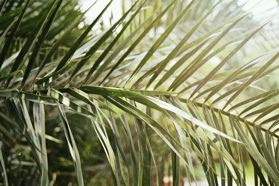 Free Image of Close Up of a Palm Tree Branch 