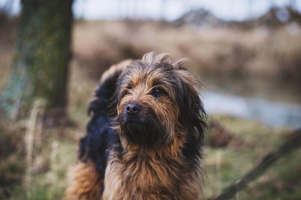 Free Image of Brown and Black Dog Standing Next to Tree 